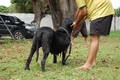 Matriz - Fila Brasileiro Preto - Canil Singular - Camila Pitanga